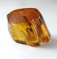 Small Polished Amber
