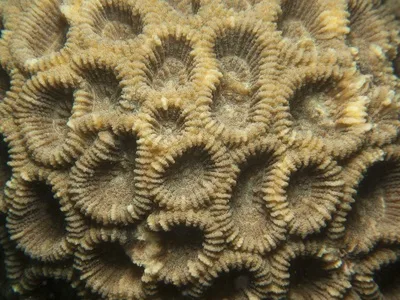 Live Coral Polyps