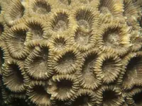 Live Coral Polyps