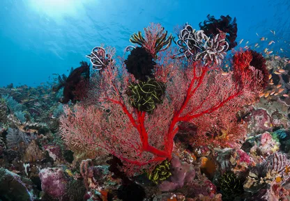 Live Red Coral
