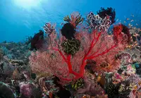 Live Red Coral