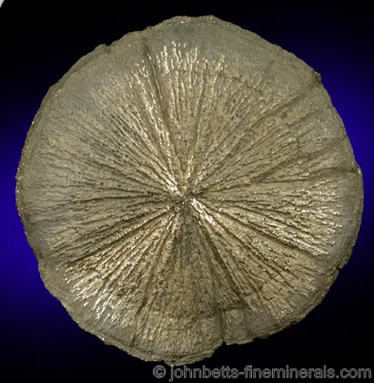 Pyrite 'Dollar'