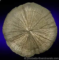 Pyrite 'Dollar'