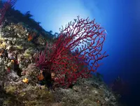 Live Red Coral Branch