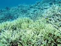 White Coral Grove