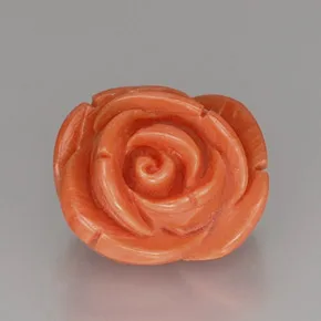 Orange Coral Rose