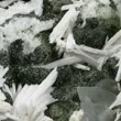 Chamosite