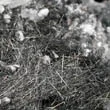 Boulangerite