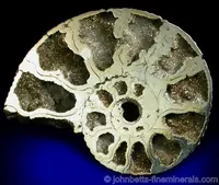 Pyrite Pseudomorph after Fossil