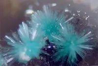Radiating Spray of Aurichalcite Micros