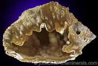 Chalcedony pseudomorph after Coral