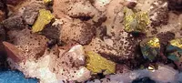 Chalcopyrite with Hematite and Calcite