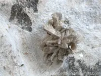 Howlite Crystals Close-up
