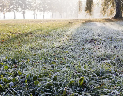 Frost on Grass