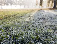 Frost on Grass
