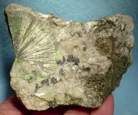 Radial Millerite Spray