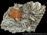 Muscovite Plate with Scheelite Crystal