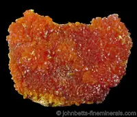 Velvety Orpiment Plate