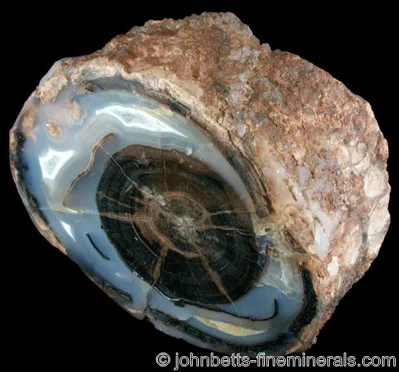 Petrifed Wood in Agate Form