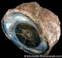 Petrifed Wood in Agate Form