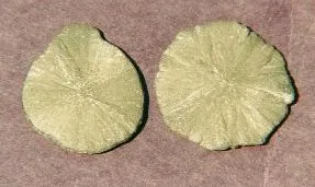 Radiating Pyrite Dollars