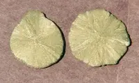 Radiating Pyrite Dollars