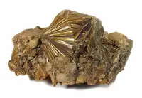 Diverging Pyrophyllite Clusters