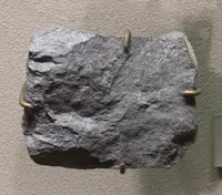 Massive Rammeslbergite