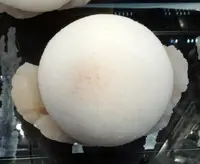 Egg-Shaped Scolecite with Stilbite