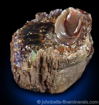 Opalized Wood
