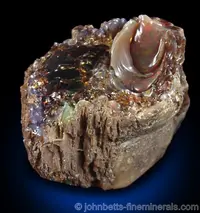 Opalized Wood
