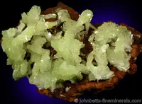 Yellow Adamite Fans