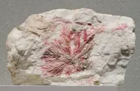 Radiating Pink Zoisite
